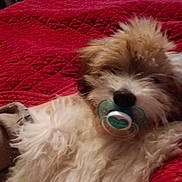 Happy a rejoint le concours — aidez-le/la à gagner de superbes lots ! dog, fluffy, pacifier, red_blanket, indoor, pet, cute, funny, lying_down, fur, close_up, animal, mammal, domestic_animal, relaxing, cozy, bedroom, quilted, white, brown