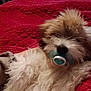 dog, fluffy, pacifier, red_blanket, indoor, pet, cute, funny, lying_down, fur, close_up, animal, mammal, domestic_animal, relaxing, cozy, bedroom, quilted, white, brown