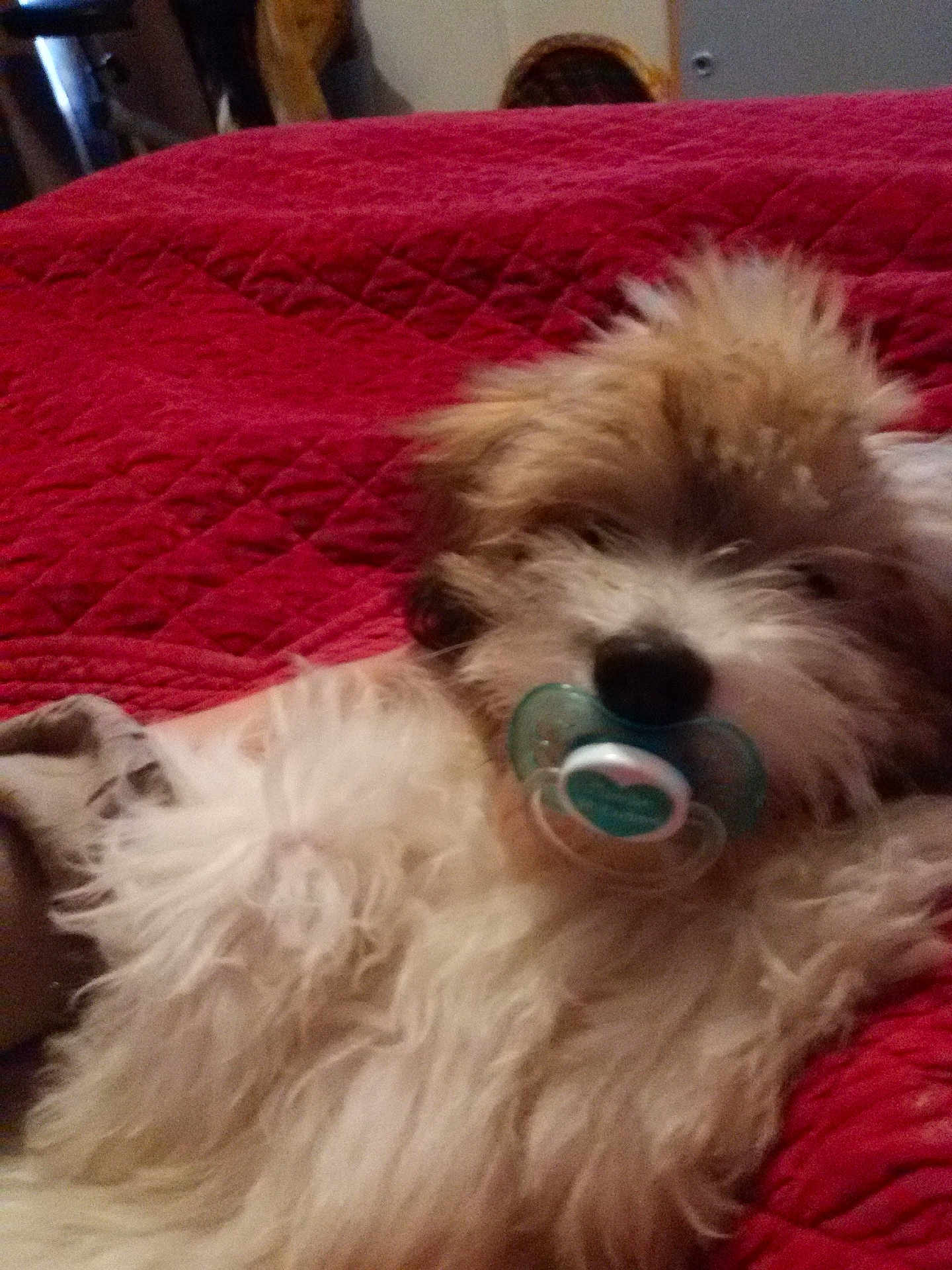 Happy a rejoint le concours — aidez-le/la à gagner de superbes lots ! dog, fluffy, pacifier, red_blanket, indoor, pet, cute, funny, lying_down, fur, close_up, animal, mammal, domestic_animal, relaxing, cozy, bedroom, quilted, white, brown