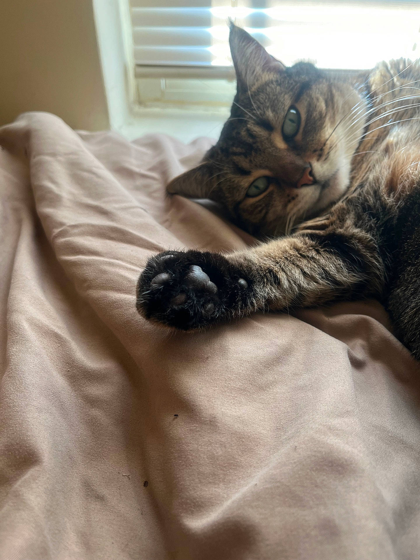 Maylei is registered to the contest to win money with this photo: abyssinian, animal, bed, bedroom, blanket, cat, couch, cushion, furniture, hardwood, homedecor, indoors, kitten, linen, manx, person, pet, quilt, room, sleeping