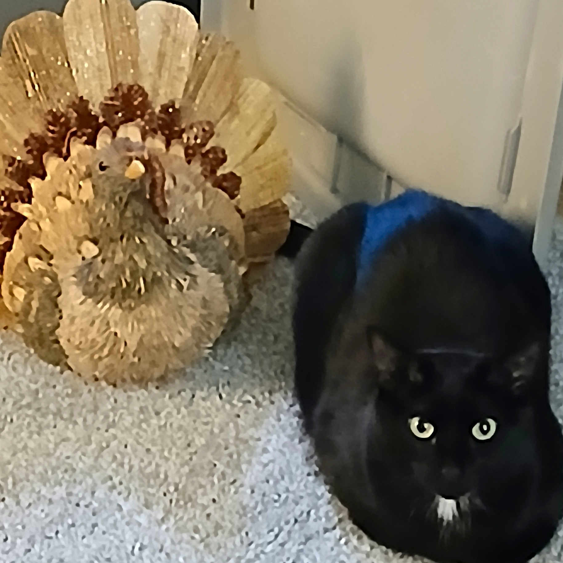 Lala joined the competition — help win amazing prizes! animal, black_cat, black_fur, carpet, cat, cozy, decor, domestic, eyes, figurine, floor, holiday, home, indoor, pet, quiet, sitting, still_life, turkey_figurine, white_patch