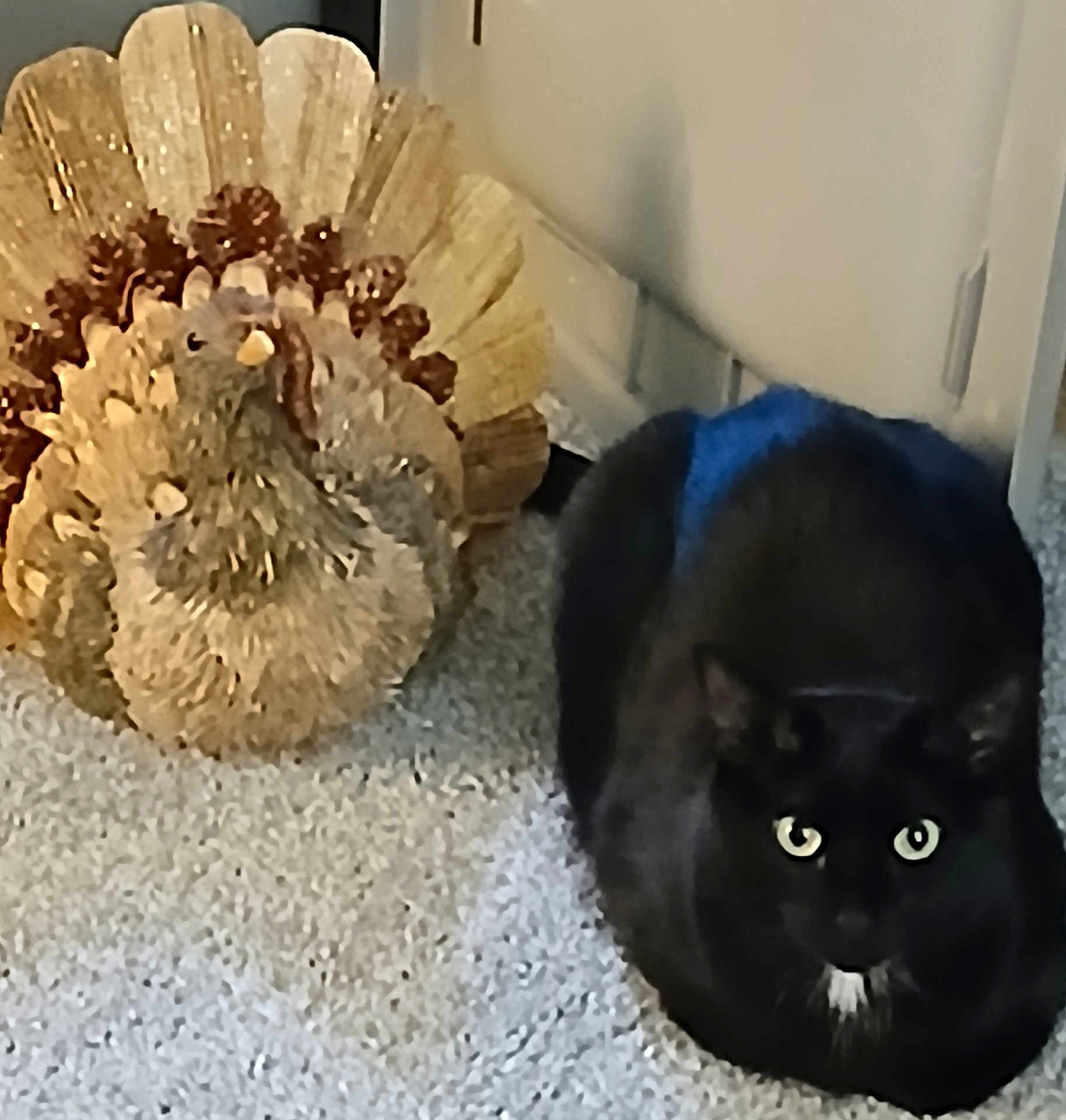 Lala joined the competition — help win amazing prizes! black_cat, cat, animal, pet, indoor, carpet, decor, figurine, turkey_figurine, holiday, floor, black_fur, white_patch, eyes, sitting, quiet, cozy, home, domestic, still_life