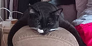 Chymère a rejoint le concours — aidez-le/la à gagner de superbes lots ! animal, armrest, black_and_white, cat, couch, cozy, cute, domestic, furniture, home, indoor, living_room, paw, pet, relaxing, resting, seat, sleepy, tail, whiskers