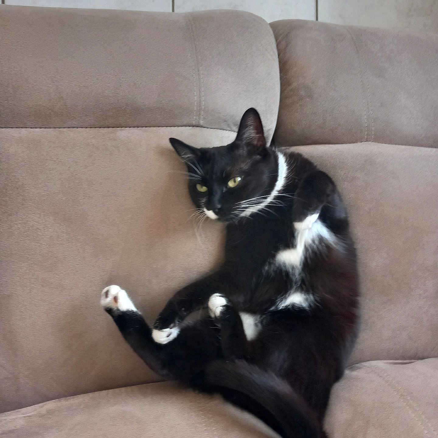 Chymère a rejoint le concours — aidez-le/la à gagner de superbes lots ! animal, black_and_white_cat, cat, couch, cozy, cute, domestic_cat, feline, fur, furniture, home, indoor, looking_away, pet, relaxed, resting, seated, sitting, tabby, whiskers