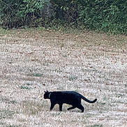 Emma is registered to the contest to win money with this photo: black_cat, cat, animal, pet, outdoor, grass, field, nature, tree, bush, walking, collar, mammal, wildlife, greenery, daylight, grassland, feline, side_view, solitary