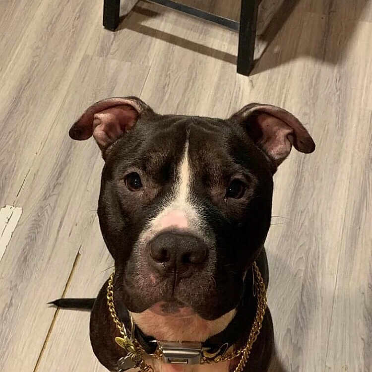 Koda is registered to the contest to win money with this photo: accessories, animal, bostonbull, boxer, bulldog, canine, collar, dog, frenchbulldog, furniture, hardwood, indoors, interiordesign, jewelry, necklace, pet, pitbull, puppy, snout, wood