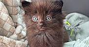 Winston is registered to the contest to win money with this photo: animal, black_cat, blanket, cat, cozy, cute, domestic_animal, eyes, face, fluffy, fur, furry, indoor, kitten, pet, resting, small, soft, whiskers, young