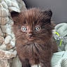 animal, black_cat, blanket, cat, cozy, cute, domestic_animal, eyes, face, fluffy, fur, furry, indoor, kitten, pet, resting, small, soft, whiskers, young