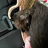 animal, black_cat, blanket, blue_eyes, car_seat, cat, cozy, cute, domestic_animal, fluffy, fur, indoor, kitten, looking_up, pet, pink, resting, seatbelt, small, soft_texture