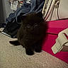 Winston joined the competition — help win amazing prizes! animal, bag, black_cat, carpet, clothing, curious, cute, domestic, floor, fluffy, furniture, indoor, kitten, messy, pet, resting, shadow, small, soft, young