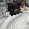 Winston is registered to the contest to win money with this photo: animal, bedroom, black_cat, blanket, cozy, curious, cute, domestic_cat, dresser, fluffy, furniture, home, indoor, kitten, mirror, pet, resting, small, soft, young