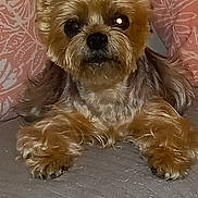 Bijoux a rejoint le concours — aidez-le/la à gagner de superbes lots ! animal, canine, cute, dog, ears, eyes, face, floral_pattern, fur, fur_texture, indoor, legs, nose, paw, pet, pillow, pink, resting, small_dog, texture