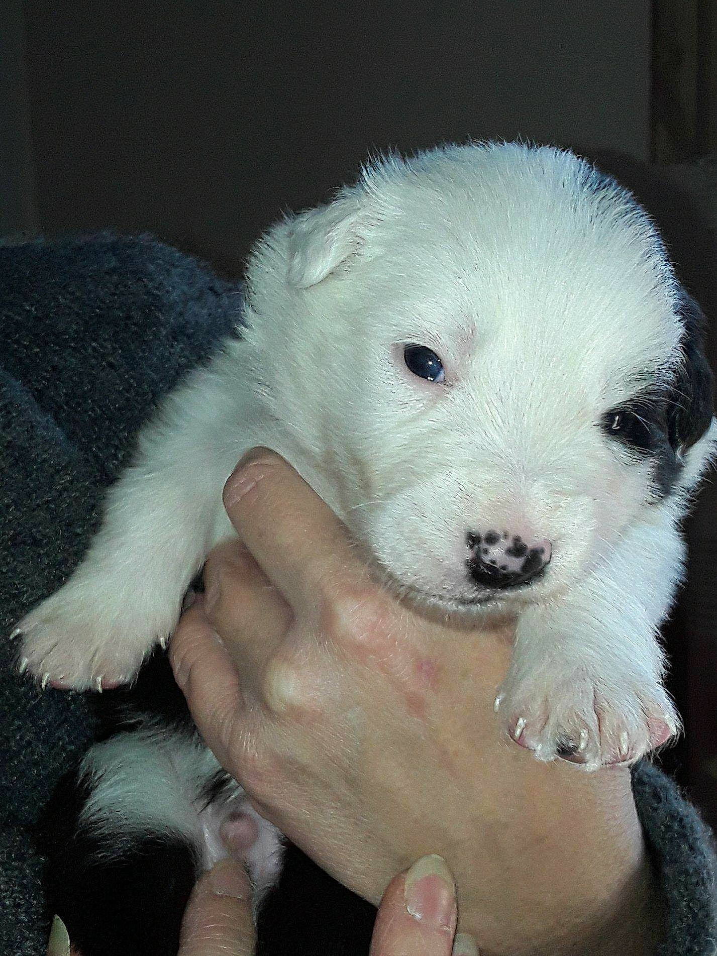 Noé participe au concours pour gagner de l'argent avec cette photo : canidae, carnivore, companion_dog, dog, dog_breed, great_pyrenees, livestock_guardian_dog, mammal, maremma_sheepdog, nose, old_english_sheepdog, polish_tatra_sheepdog, puppy, puppy_love, rare_breed_dog, slovak_cuvac, vertebrate