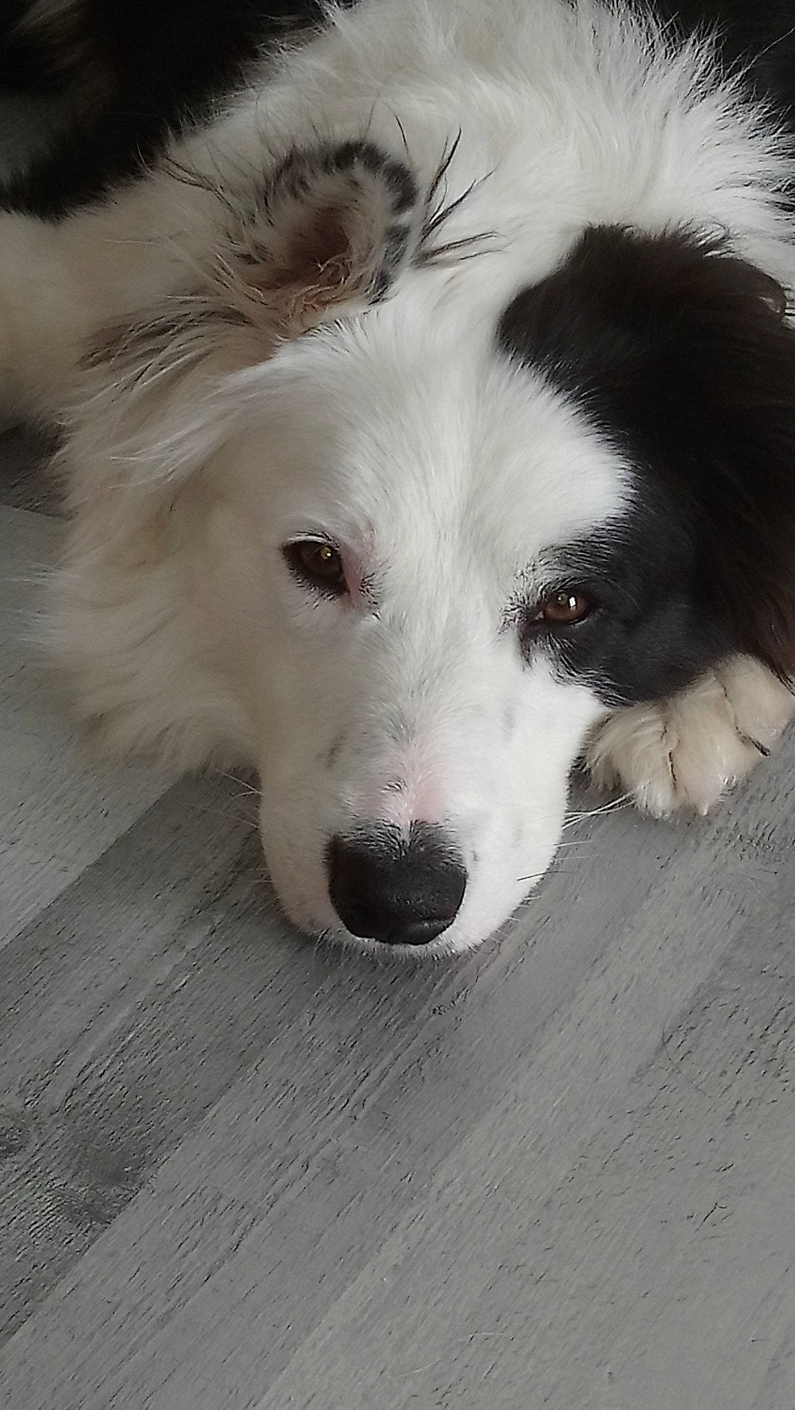 Noé a rejoint le concours — aidez-le/la à gagner de superbes lots ! border_collie, canidae, carnivore, companion_dog, dog, dog_breed, mammal, mucuchies, nose, rare_breed_dog, snout, sporting_group, vertebrate, working_dog