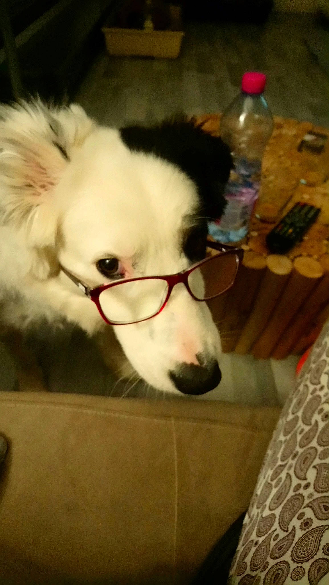 Noé participe au concours pour gagner de l'argent avec cette photo : canidae, carnivore, companion_dog, dog, dog_breed, ear, glasses, mammal, nose, puppy, snout, sporting_group