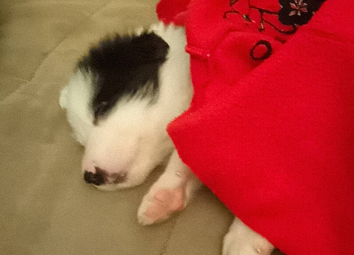 Noé a rejoint le concours — aidez-le/la à gagner de superbes lots ! border_collie, canidae, carnivore, dog, dog_breed, mammal, puppy, vertebrate