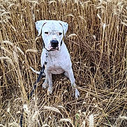 Uranie a rejoint le concours — aidez-le/la à gagner de superbes lots ! animal, brown, calm, canine, dog, dry_grass, farm, fur, golden, leash, nature, outdoor, pets, plants, portrait, rural, sitting, summer, wheat_field, white_dog