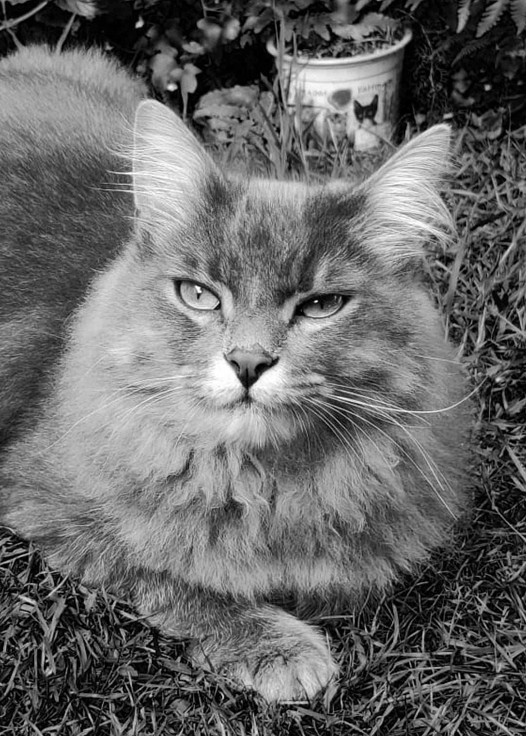 Néo participe au concours pour gagner de l'argent avec cette photo : black_and_white, carnivore, cat, domestic_short_haired_cat, felidae, fur, grass, monochrome, monochrome_photography, plant, sitting, small_to_medium_sized_cats, snout, style, tail, terrestrial_animal, tree, whiskers, wildlife, window