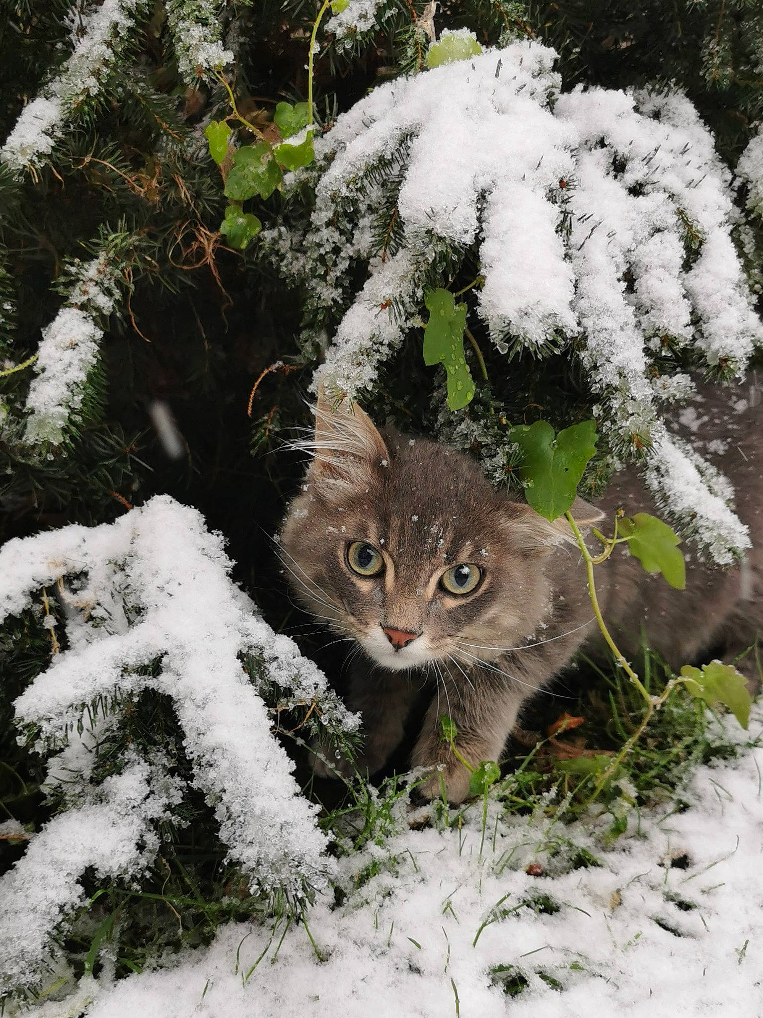 Néo a rejoint le concours — aidez-le/la à gagner de superbes lots ! branch, carnivore, cat, evergreen, fawn, felidae, freezing, grass, groundcover, plant, small_to_medium_sized_cats, snow, tail, terrestrial_animal, tree, trunk, twig, whiskers, winter, wood