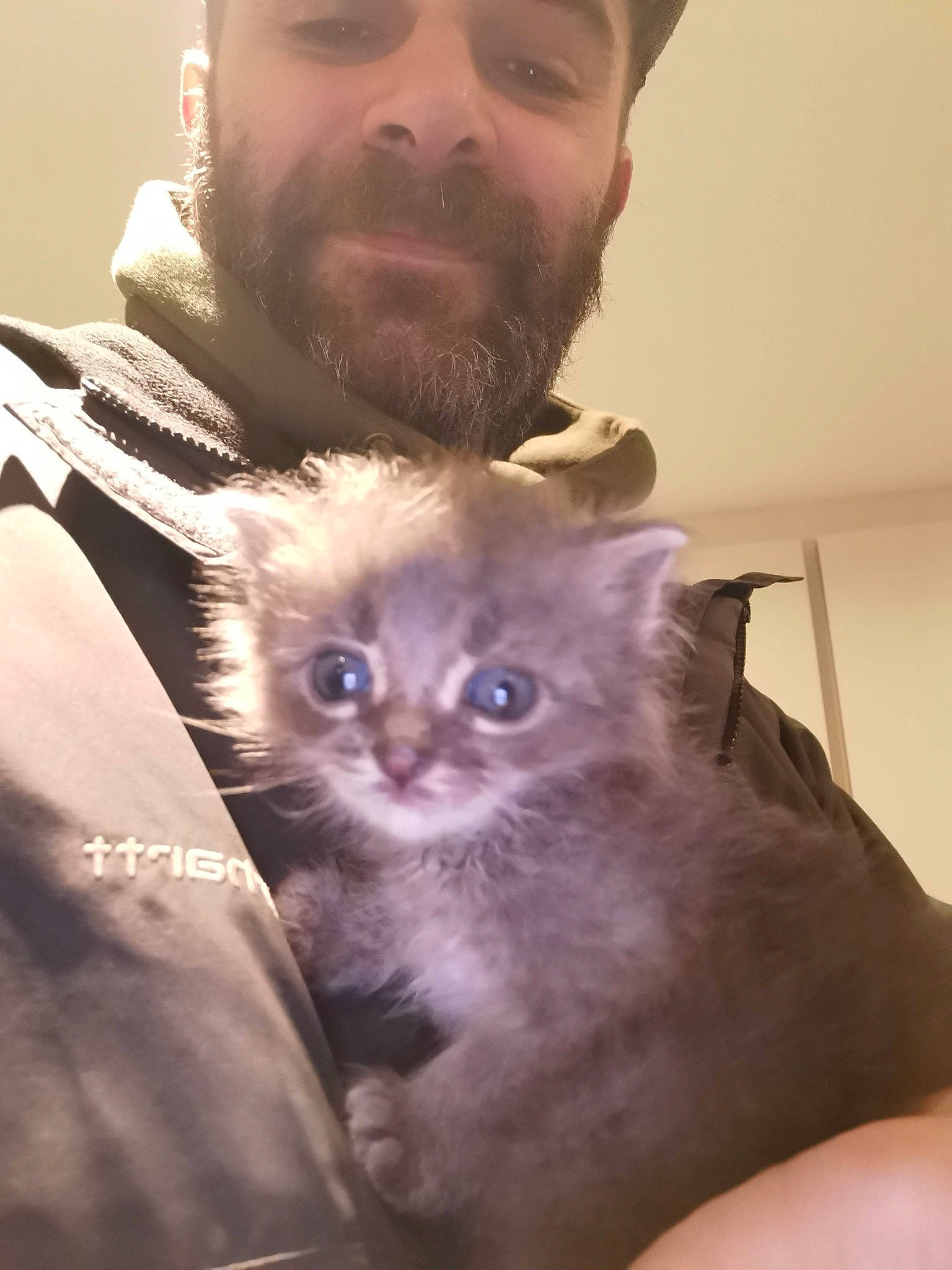 Néo a rejoint le concours — aidez-le/la à gagner de superbes lots ! beard, box, carnivore, cat, domestic_short_haired_cat, ear, eye, eyewear, facial_hair, fawn, felidae, fur, iris, moustache, paw, small_to_medium_sized_cats, snout, tail, whiskers