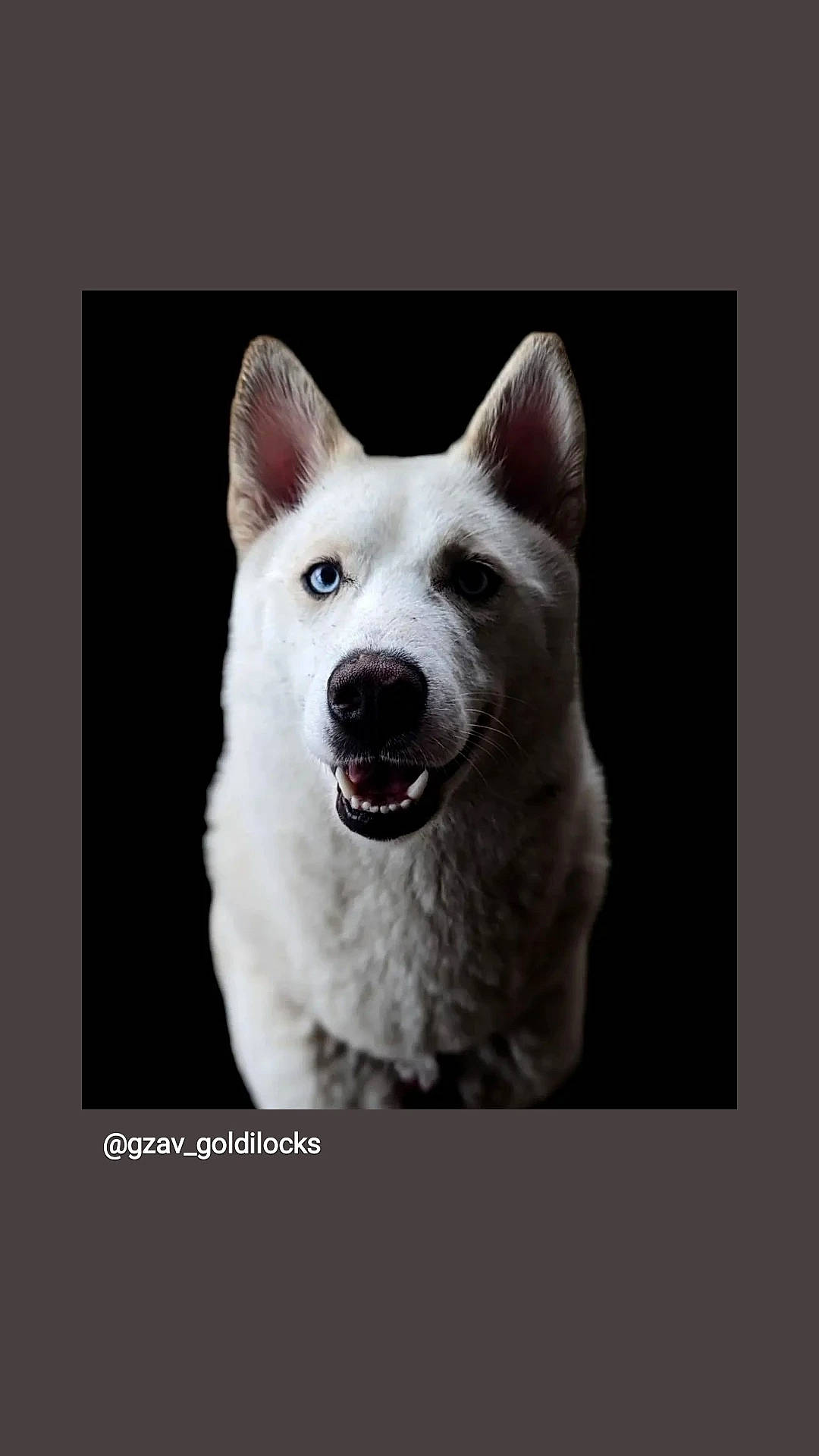 Flocon participe au concours pour gagner de l'argent avec cette photo : ancient_dog_breeds, art, carnivore, companion_dog, dog, dog_breed, fang, font, fur, non_sporting_group, photo_caption, rectangle, shout, terrestrial_animal, whiskers, wildlife, working_animal