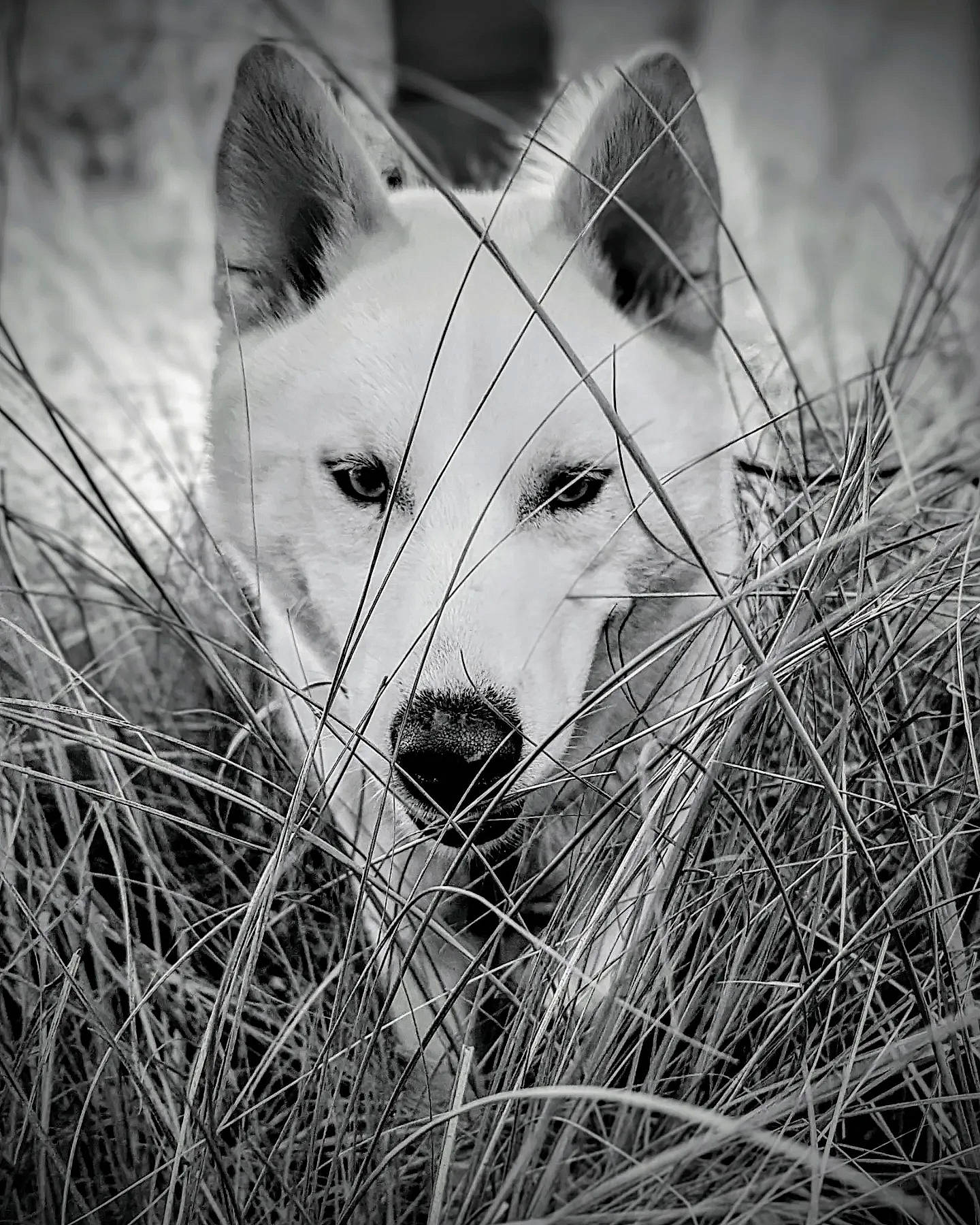 Flocon a rejoint le concours — aidez-le/la à gagner de superbes lots ! black_and_white, canidae, carnivore, companion_dog, dog, dog_breed, felidae, fur, grass, mammal, monochrome, monochrome_photography, small_to_medium_sized_cats, sporting_group, style, terrestrial_animal, twig, whiskers, wildlife, wood