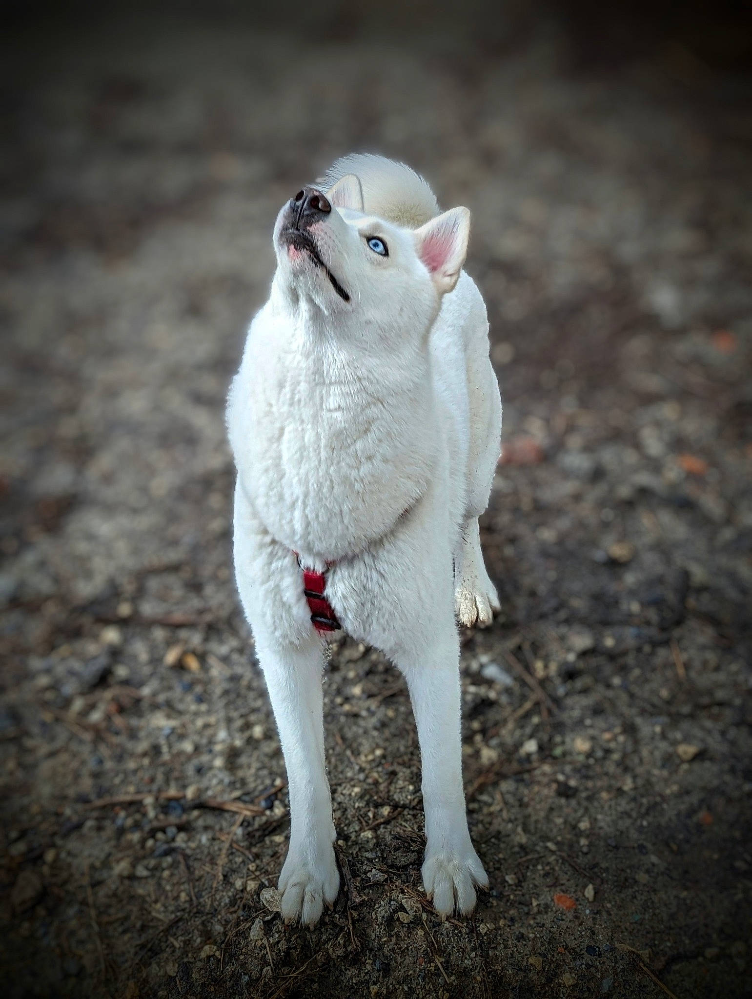 Flocon participe au concours pour gagner de l'argent avec cette photo : art, canidae, carmine, claw, darkness, fawn, felidae, flash_photography, foot, fur, livestock, macro_photography, paw, small_to_medium_sized_cats, still_life_photography, tail, terrestrial_animal, toy, whiskers, wood