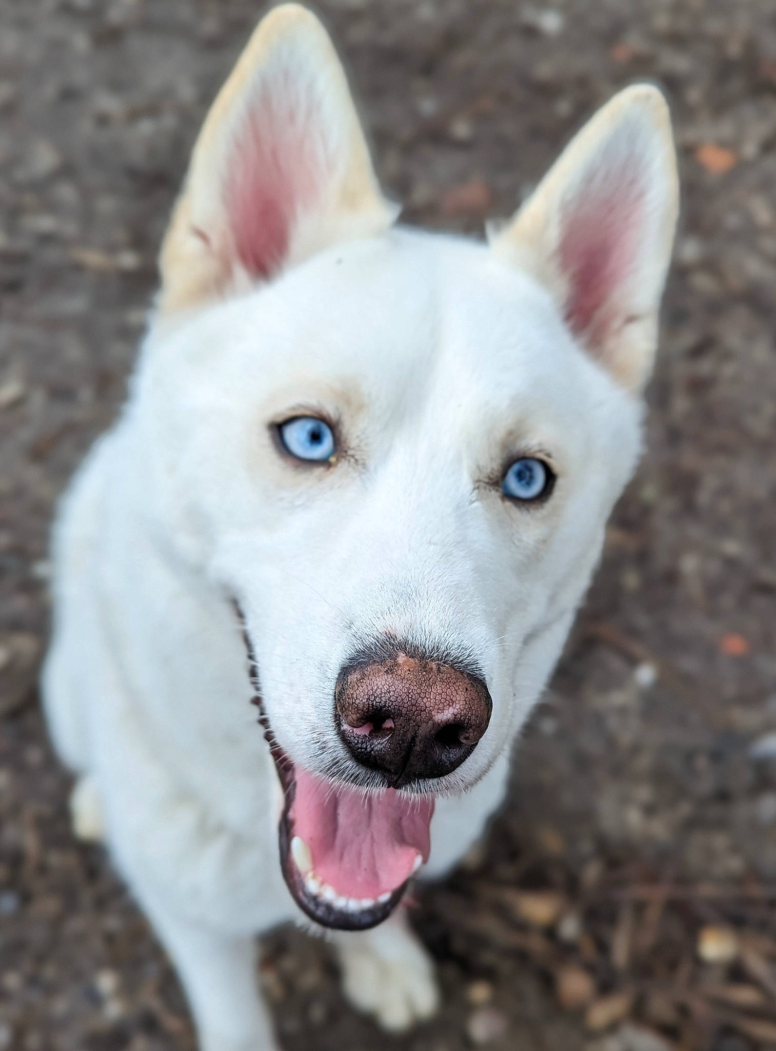 Flocon a rejoint le concours — aidez-le/la à gagner de superbes lots ! ancient_dog_breeds, canidae, carnivore, collar, companion_dog, dog, dog_breed, fang, jaw, non_sporting_group, snout, sporting_group, terrestrial_animal, whiskers, working_animal, working_dog