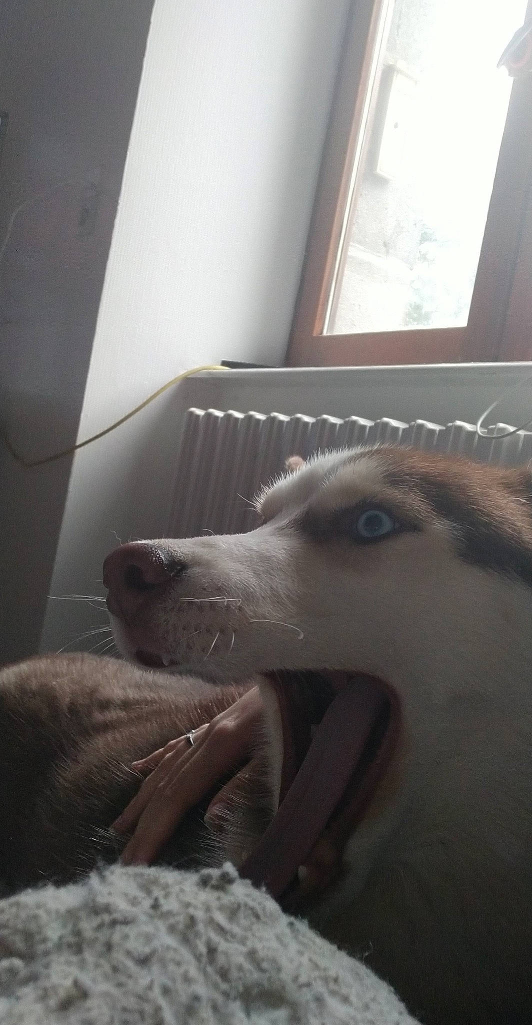 Raiven a rejoint le concours — aidez-le/la à gagner de superbes lots ! canidae, carnivore, comfort, companion_dog, dog, dog_breed, fang, fawn, flooring, fur, grey, jaw, light, mammal, room, snout, sporting_group, whiskers, window, wood