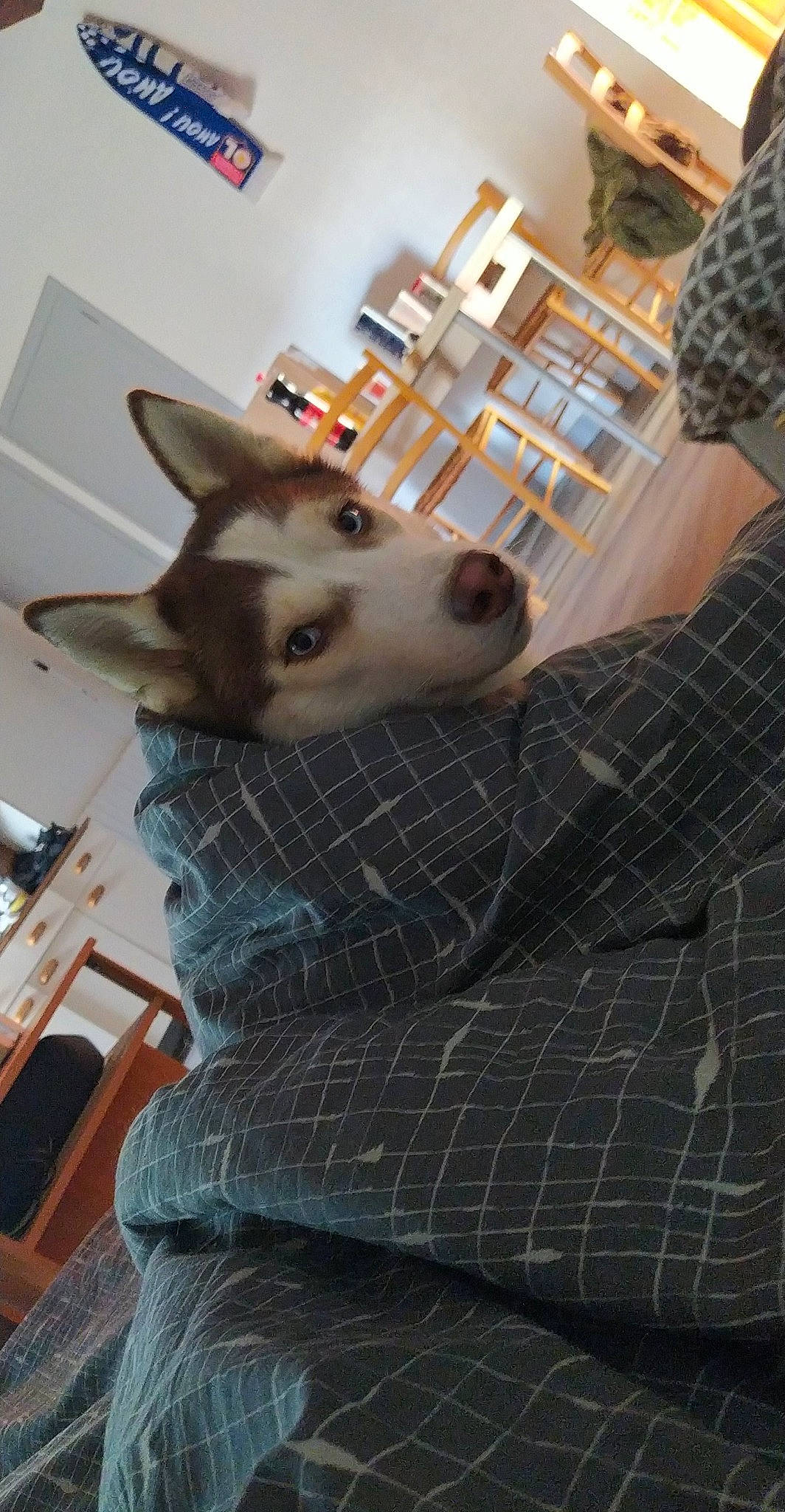 Raiven a rejoint le concours — aidez-le/la à gagner de superbes lots ! canidae, carnivore, chair, comfort, companion_dog, dog, dog_breed, fawn, felidae, flooring, grey, jaw, small_to_medium_sized_cats, snout, sporting_group, tail, vertebrate, whiskers, wood, working_animal