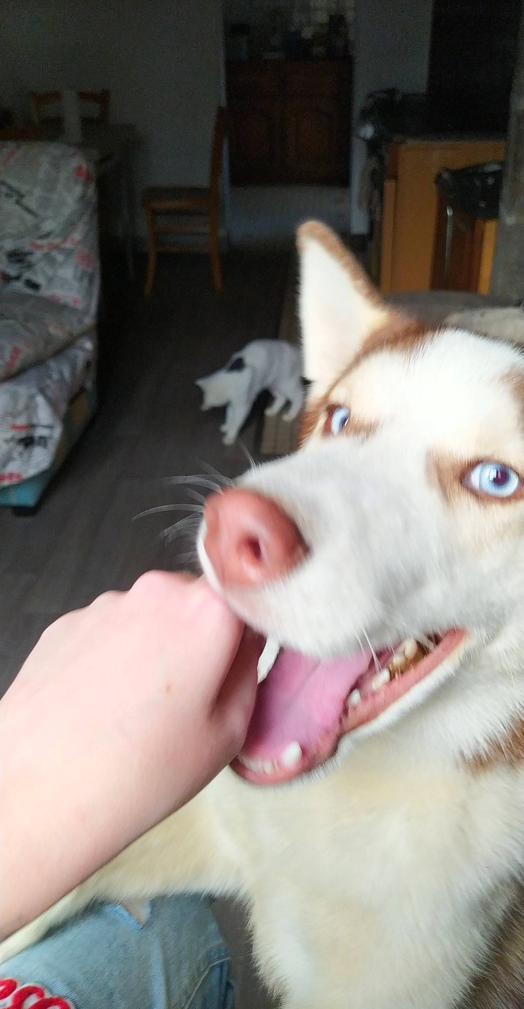 Raiven participe au concours pour gagner de l'argent avec cette photo : canidae, canis, carnivore, chair, companion_dog, dog, dog_breed, fang, fawn, foot, fur, jaw, siberian_husky, sled_dog, small_to_medium_sized_cats, snout, sporting_group, whiskers, wolf, yawn