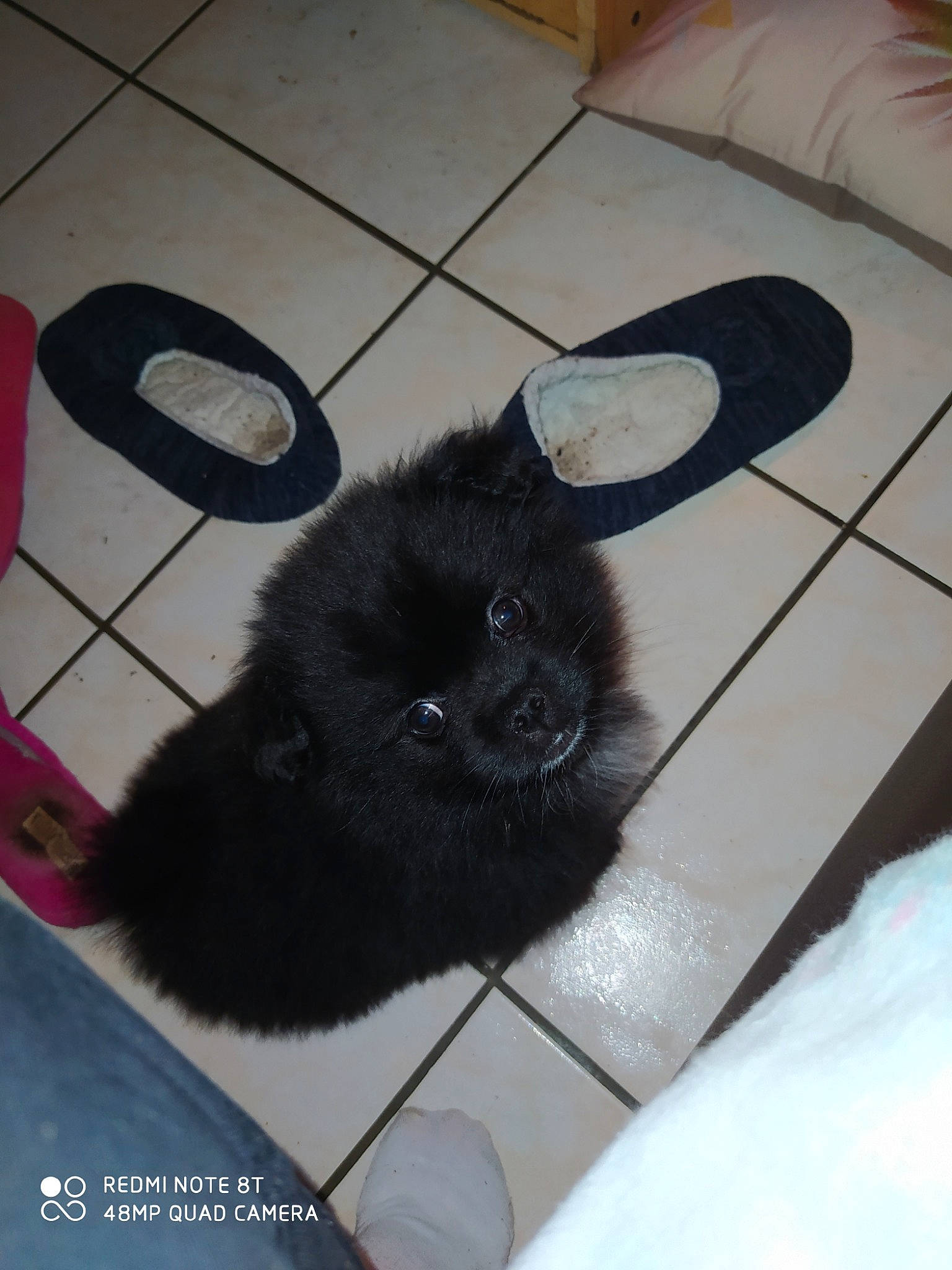 Roxy participe au concours pour gagner de l'argent avec cette photo : black_cat, canidae, carnivore, cat, companion_dog, dog, dog_breed, eurasier, fawn, german_spitz, german_spitz_klein, german_spitz_mittel, mammal, non_sporting_group, pomeranian, puppy, spitz, toy_dog, vertebrate