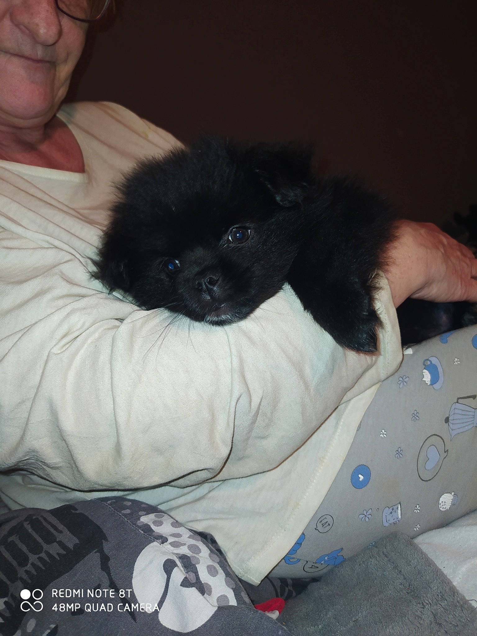 Roxy a rejoint le concours — aidez-le/la à gagner de superbes lots ! canidae, carnivore, companion_dog, dog, dog_breed, fawn, mammal, non_sporting_group, pekingese, puppy, sporting_group, tibetan_spaniel