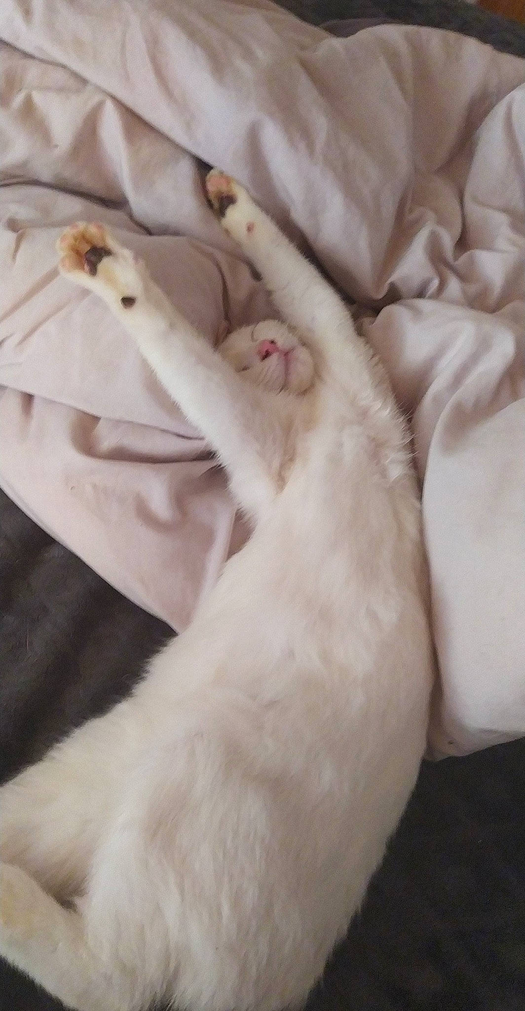 Scooby-doo participe au concours pour gagner de l'argent avec cette photo : canidae, carnivore, cat, claw, comfort, companion_dog, dog_breed, fawn, felidae, foot, fur, gesture, human_leg, linens, nail, paw, small_to_medium_sized_cats, sporting_group, tail, whiskers