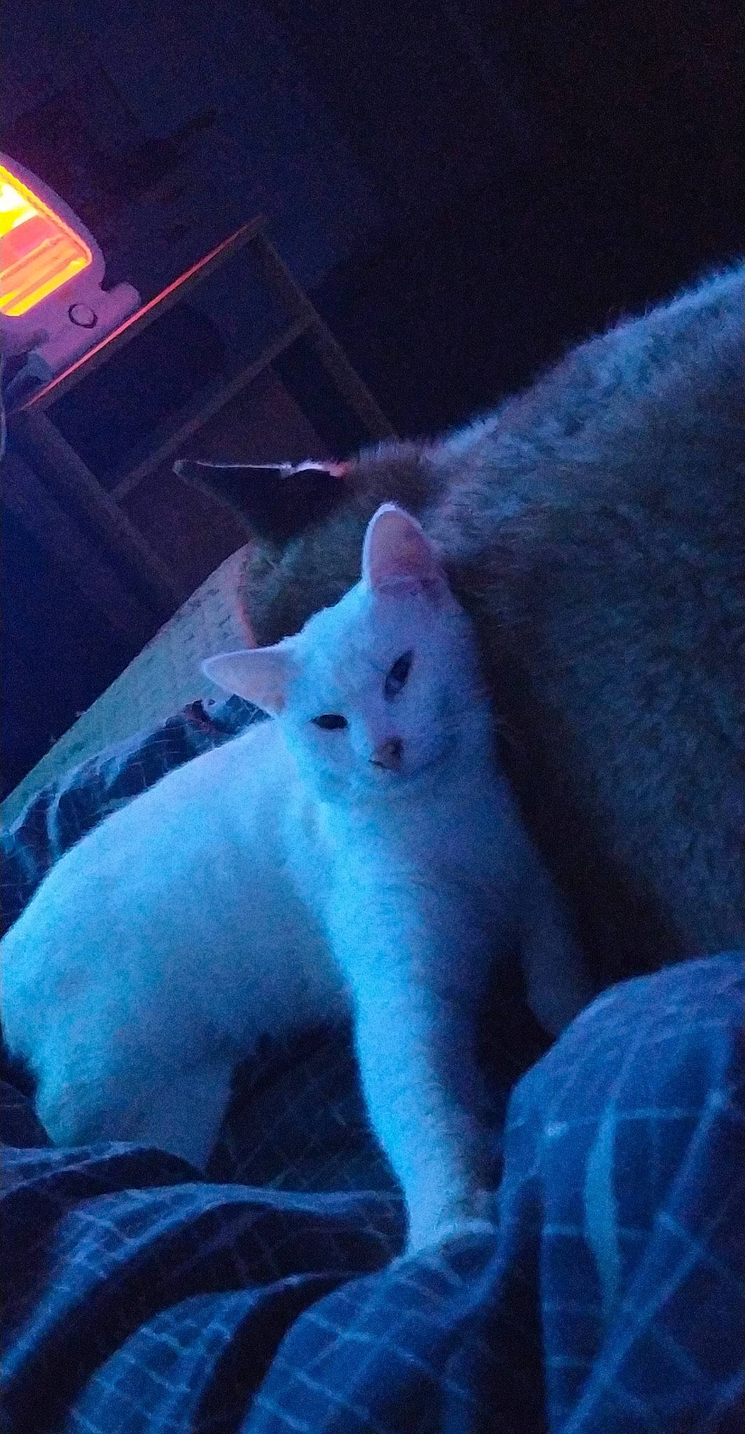 Scooby-doo a rejoint le concours — aidez-le/la à gagner de superbes lots ! carnivore, cat, cloud, comfort, darkness, domestic_short_haired_cat, electric_blue, felidae, fur, grey, jaw, meteorological_phenomenon, nap, night, paw, small_to_medium_sized_cats, snout, tail, vertebrate, whiskers