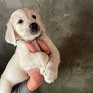 Milo a rejoint le concours — aidez-le/la à gagner de superbes lots ! puppy, dog, golden_retriever, pet, animal, cute, fur, hand, collar, indoor, portrait, young, mammal, friendly, adorable, white, small, face, ears, nose
