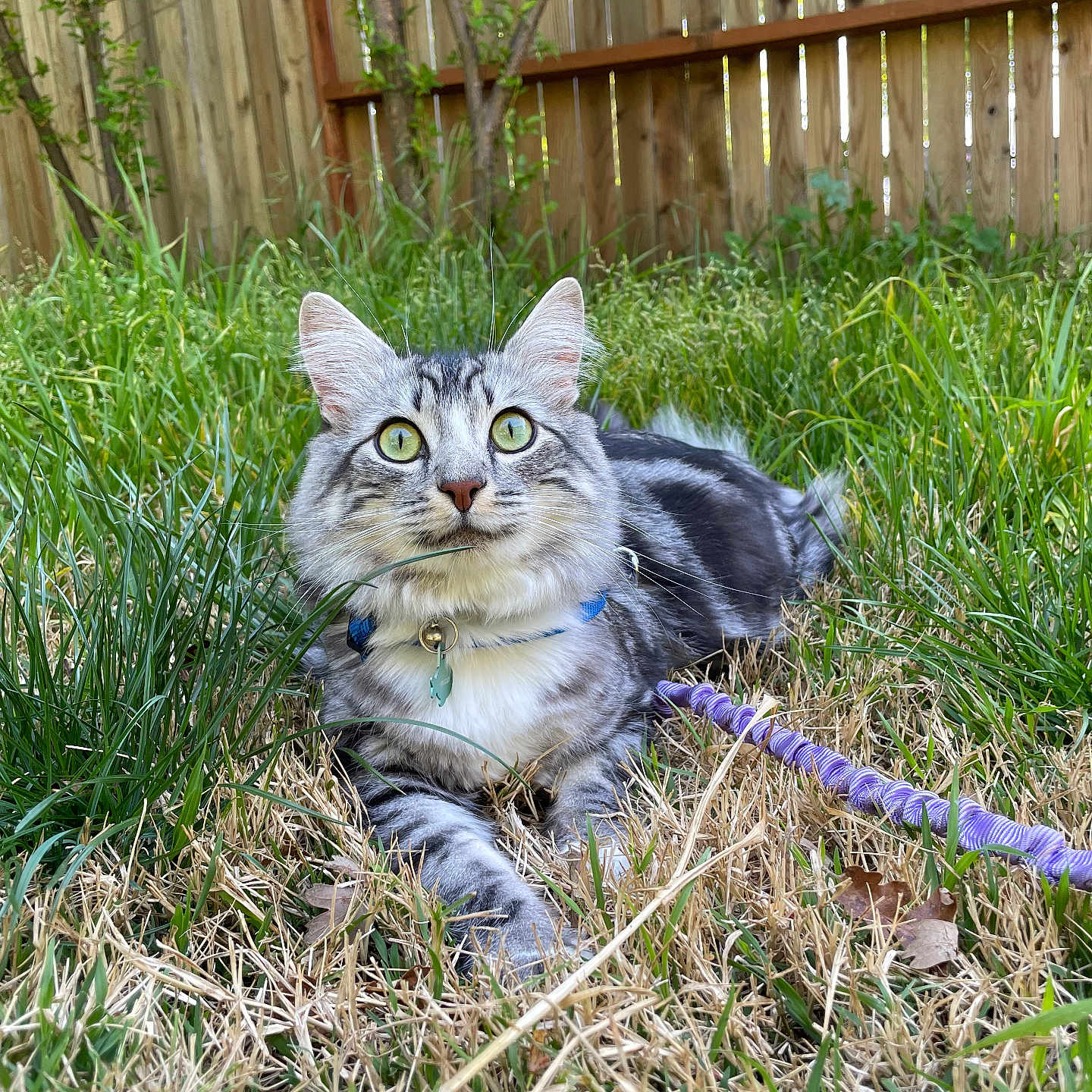 Grizzly joined the competition — help win amazing prizes! accessories, animal, backyard, cat, fence, field, grass, grassland, herbal, herbs, kitten, lawn, manx, nature, outdoors, pet, plant, strap, wood, yard