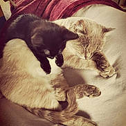 Gaïa a rejoint le concours — aidez-le/la à gagner de superbes lots ! cat, kitten, sleeping, black_cat, cream_cat, pets, feline, cozy, blanket, indoor, resting, cute, animal, snuggling, soft, fur, relaxing, companion, home, comfort