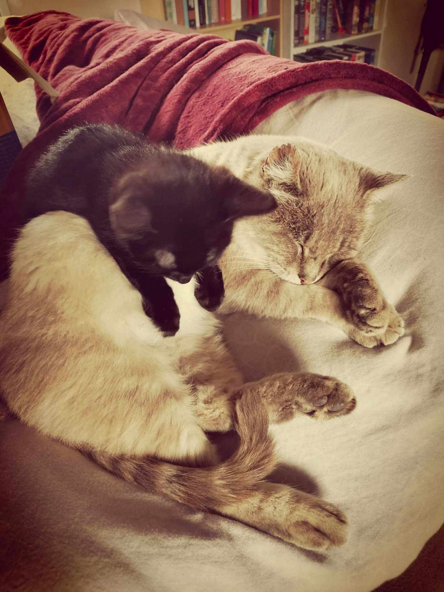 Gaïa a rejoint le concours — aidez-le/la à gagner de superbes lots ! cat, kitten, sleeping, black_cat, cream_cat, pets, feline, cozy, blanket, indoor, resting, cute, animal, snuggling, soft, fur, relaxing, companion, home, comfort