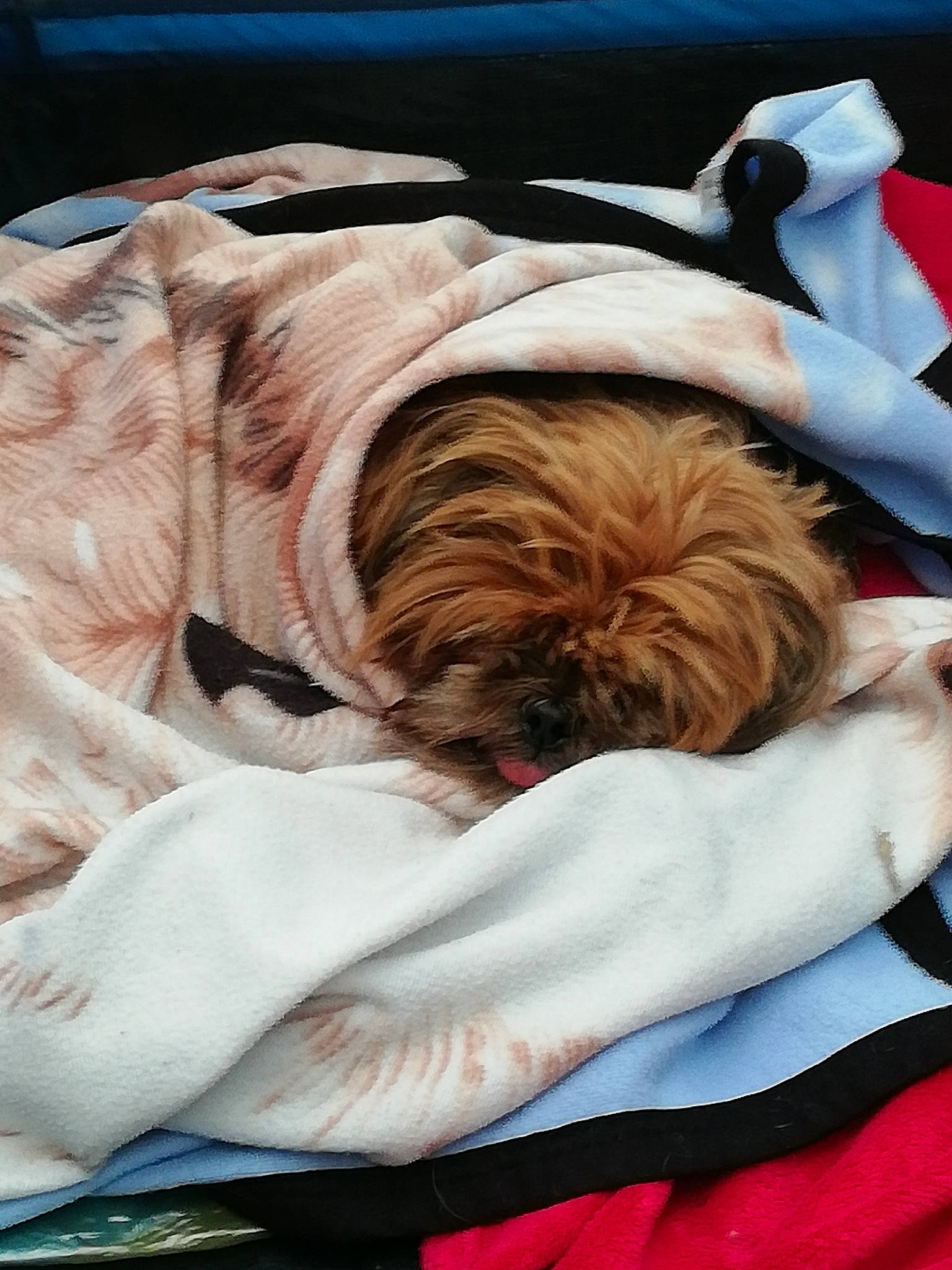 Hippie participe au concours pour gagner de l'argent avec cette photo : canidae, carnivore, companion_dog, dog, dog_breed, nap, non_sporting_group, puppy, shih_tzu, sleep, sporting_group, toy_dog