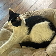 Ronin joined the competition — help win amazing prizes! animal, bed, black_and_white, cat, comfort, cozy, domestic, feline, fur, home, indoor, paw, pet_bed, relaxed, resting, sleepy, soft, stretching, whiskers, wooden_floor