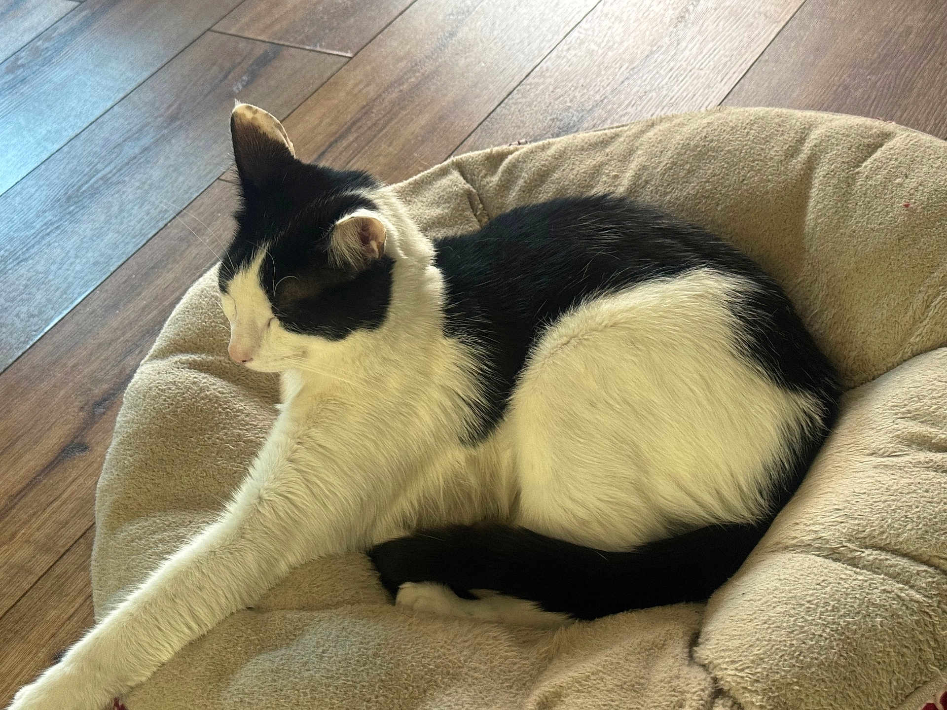 Ronin joined the competition — help win amazing prizes! animal, bed, black_and_white, cat, comfort, cozy, domestic, feline, fur, home, indoor, paw, pet_bed, relaxed, resting, sleepy, soft, stretching, whiskers, wooden_floor