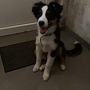 Billy participe au concours pour gagner de l'argent avec cette photo : puppy, dog, tricolor, black_and_white, tan, sitting, smiling, open_mouth, floppy_ears, curled_tail, collar, indoor, hallway, door, curtain, doormat, floor, power_strip, electrical_cord, pet