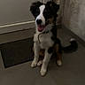 puppy, dog, tricolor, black_and_white, tan, sitting, smiling, open_mouth, floppy_ears, curled_tail, collar, indoor, hallway, door, curtain, doormat, floor, power_strip, electrical_cord, pet
