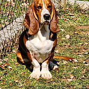 Stella is registered to the contest to win money with this photo: animal, basset_hound, brown_and_white, canine, chain_link_fence, cute, daytime, dog, ears, floppy_ears, grass, leaves, nature, outdoor, pet, portrait, sitting, snout, sunlight, tail