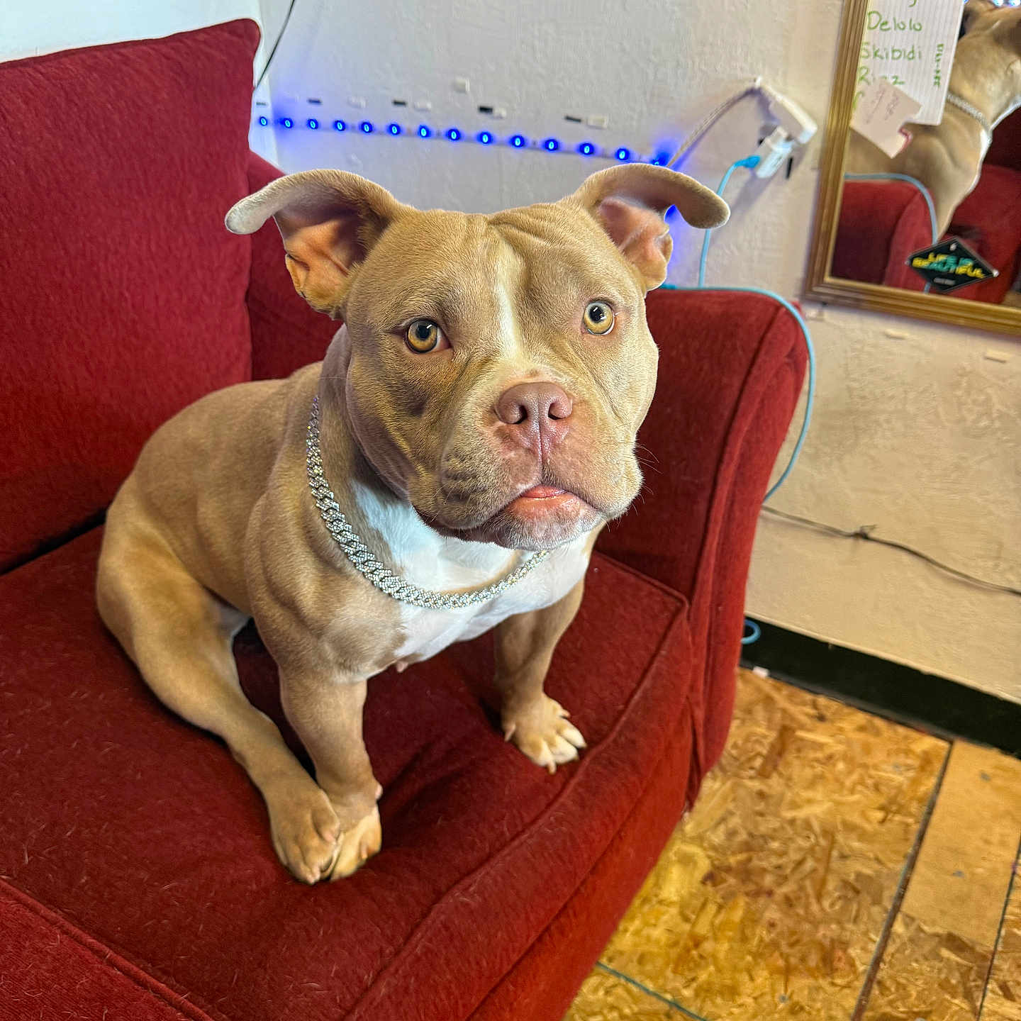 Snoh joined the competition — help win amazing prizes! animal, architecture, building, bulldog, canine, chair, couch, dog, face, frenchbulldog, furniture, head, indoors, interiordesign, livingroom, person, pet, pitbull, room, wood