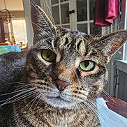 Daisy joined the competition — help win amazing prizes! animal, background, cat, close_up, curious, domestic_cat, ears, face, fur, green_eyes, indoor, looking, natural_light, nose, pet, tabby_cat, table, whiskers, window