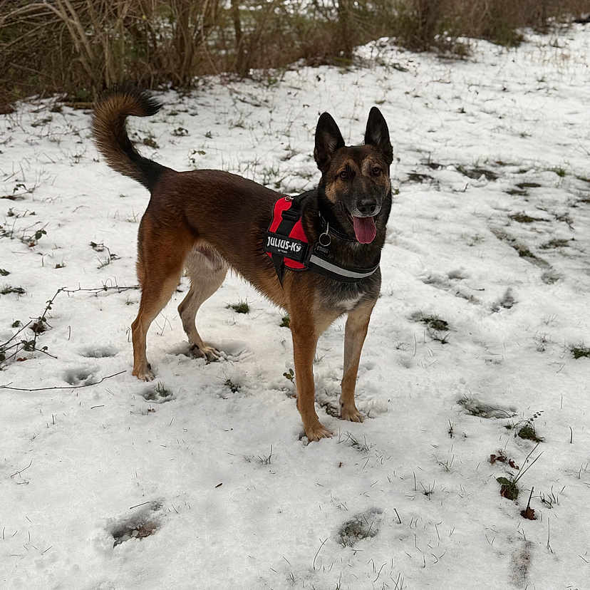 Rory a rejoint le concours — aidez-le/la à gagner de superbes lots ! accessories, animal, canine, chihuahua, dog, germanshepherd, hound, husky, ice, leash, nature, outdoors, pet, plant, policedog, puppy, snow, strap, tree, winter