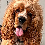 Petey joined the competition — help win amazing prizes! dog, close_up, tongue_out, curly_fur, golden_color, pet, animal, cute, portrait, indoor, fur_texture, playful, canine, happy, domestic_animal, nose, ears, whiskers, collar, friendly