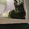 Francesca is registered to the contest to win money with this photo: animal, bathroom, cabinet, cat, ears, feline, flower_painting, fur, gray_cat, green_eyes, home, indoors, mirror, pet, photography, portrait, purple_wall, sitting, staring, whiskers